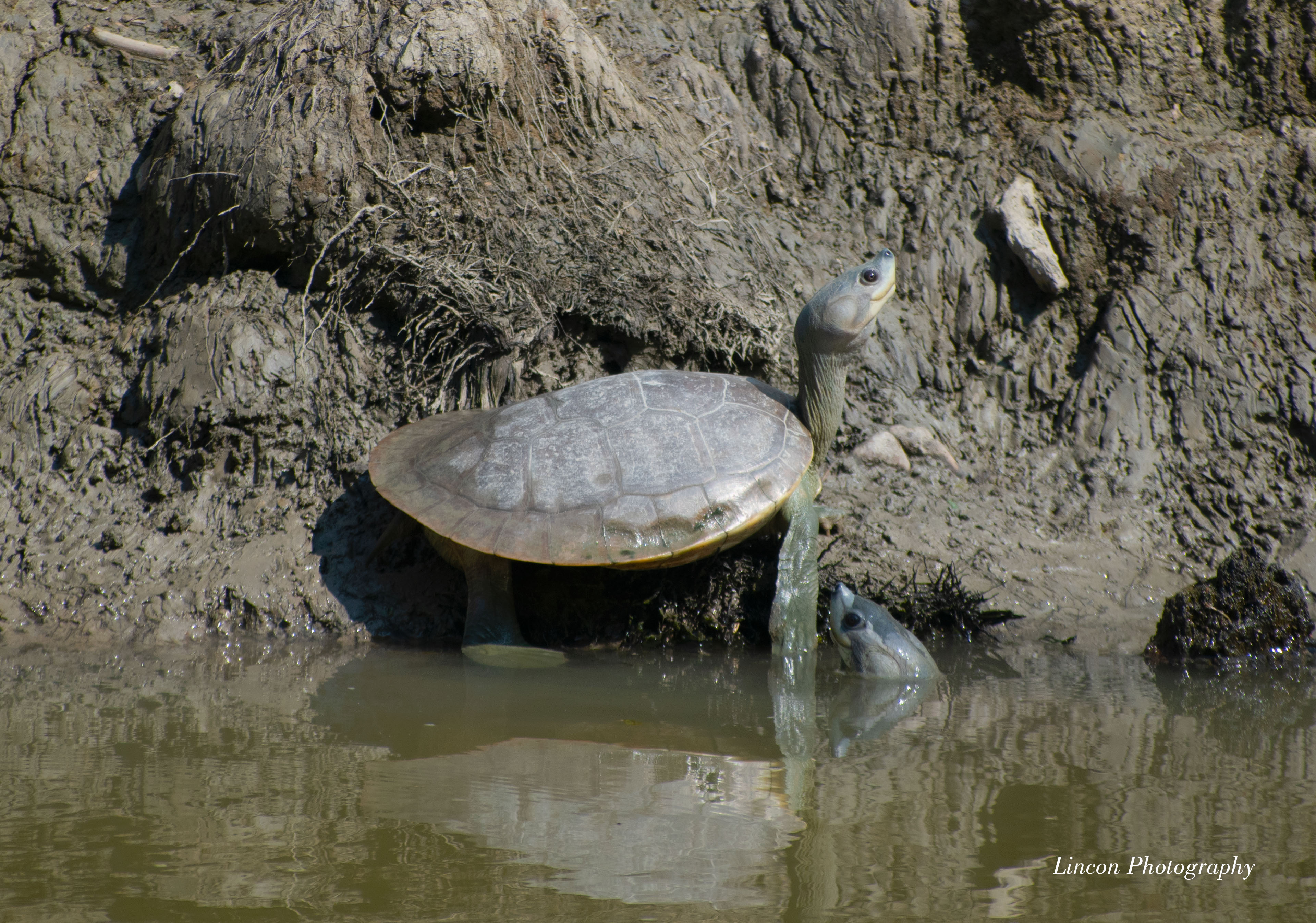 Research & Survey Assistance